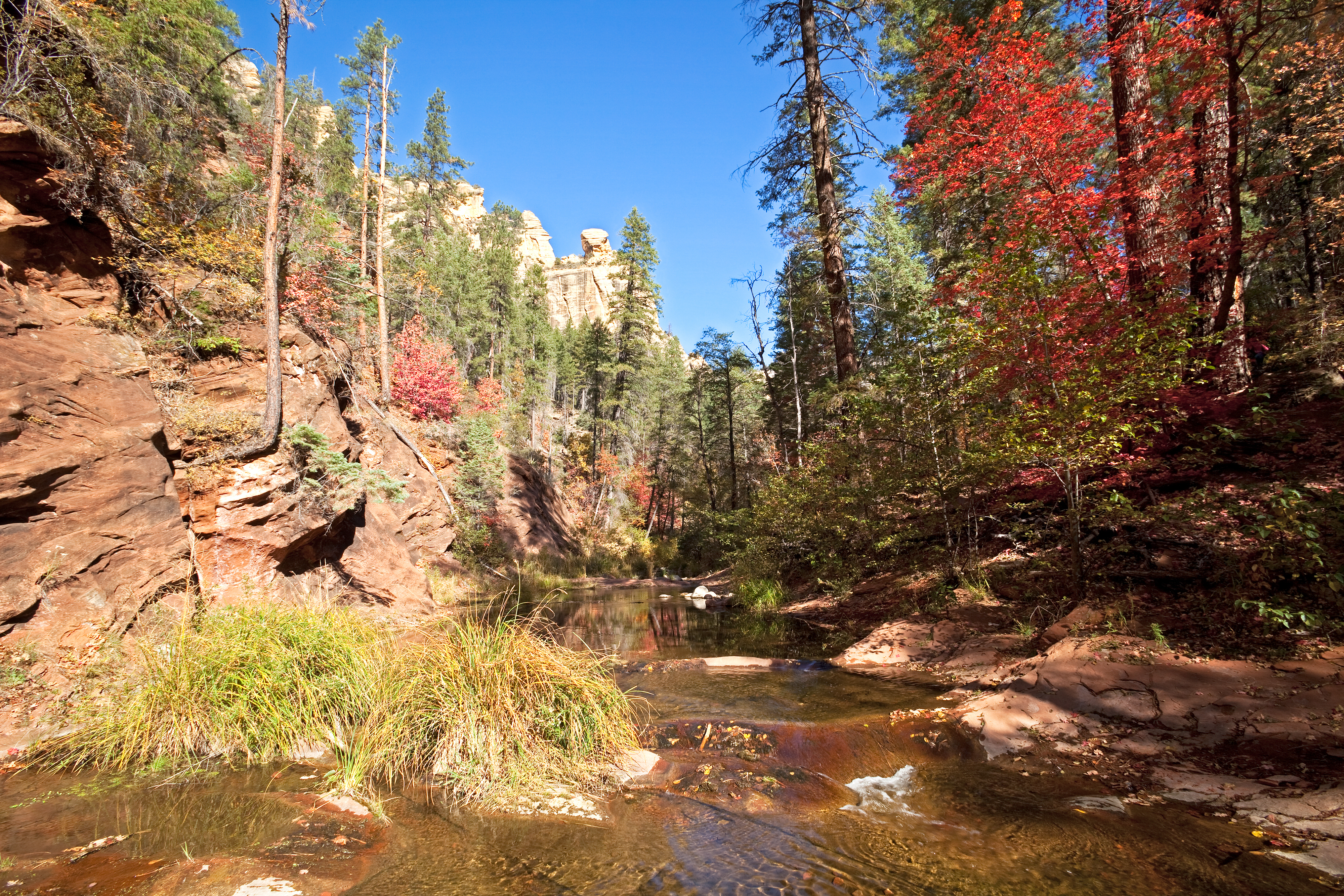Travel Tuesday Spotlight: Coconino National Forest