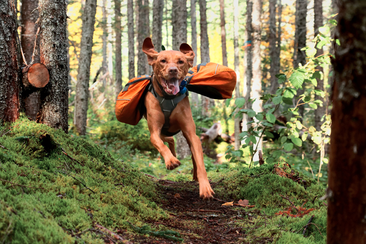 10 Safety Tips for Hiking with Your Dog
