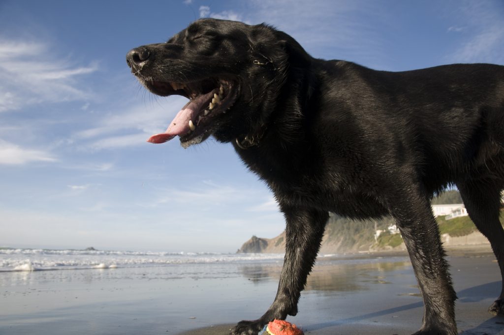 Dog enjoys the ocean along Oregon's coast