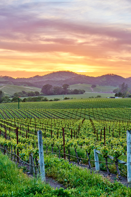 Beautiful vineyards in Napa Valley, California