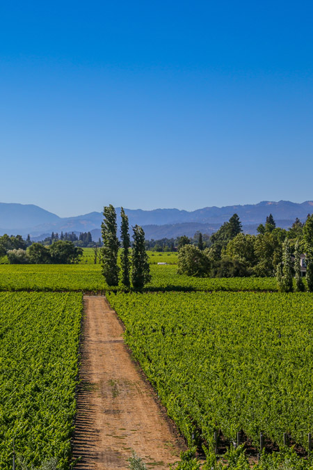 Vineyards in Napa Valley make for a romantic couples RV trip