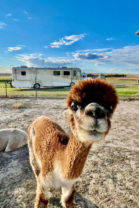 RV camping at wineries and farms can mean meeting new friends like this llama